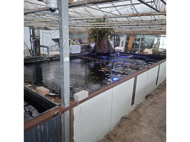 Ca. 55x koi karper - afbeelding 10 van  12