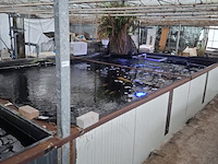 Ca. 55x koi karper - afbeelding 10 van  12