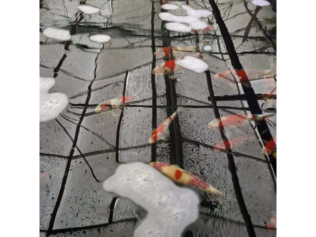 Ca. 55x koi karper - afbeelding 11 van  12