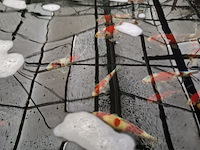 Ca. 55x koi karper - afbeelding 11 van  12