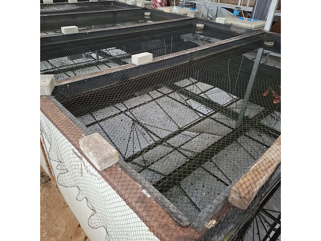 Ca. 55x koi karper - afbeelding 1 van  9