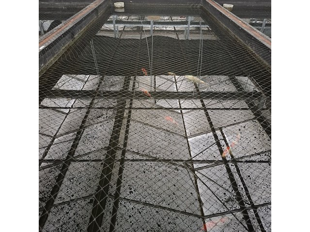 Ca. 55x koi karper - afbeelding 3 van  9