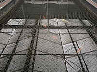 Ca. 55x koi karper - afbeelding 3 van  9