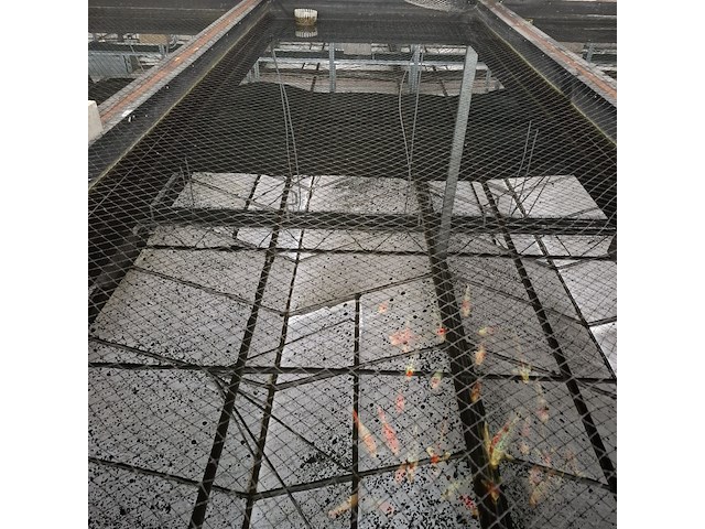 Ca. 55x koi karper - afbeelding 4 van  9