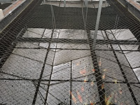 Ca. 55x koi karper - afbeelding 4 van  9