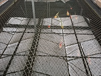 Ca. 55x koi karper - afbeelding 5 van  9