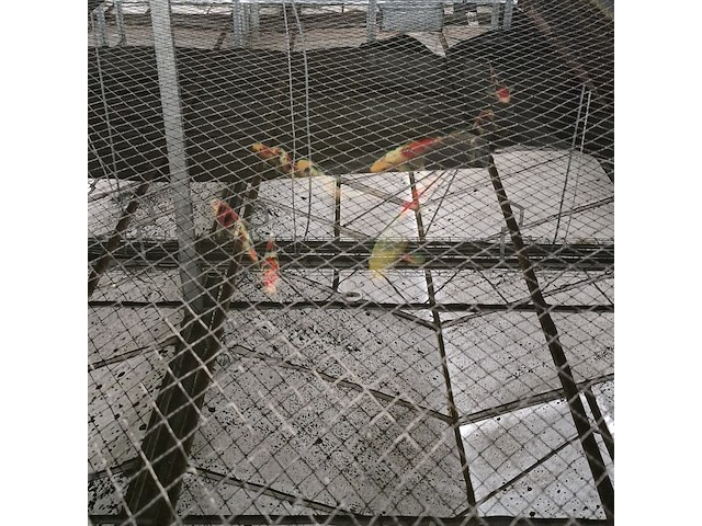 Ca. 55x koi karper - afbeelding 6 van  9