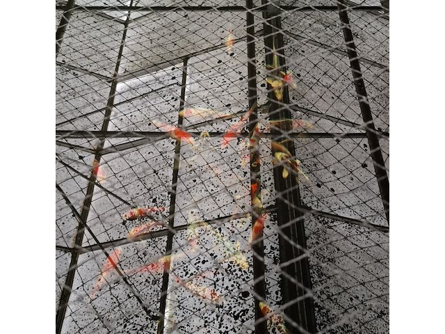 Ca. 55x koi karper - afbeelding 7 van  9