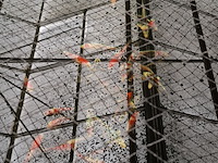 Ca. 55x koi karper - afbeelding 7 van  9