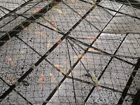 Ca. 55x koi karper - afbeelding 8 van  9