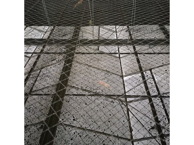 Ca. 55x koi karper - afbeelding 9 van  9