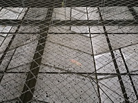 Ca. 55x koi karper - afbeelding 9 van  9