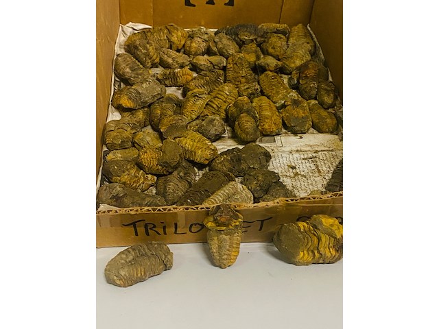Ca. 58x trilobiet fossiel - afbeelding 1 van  5