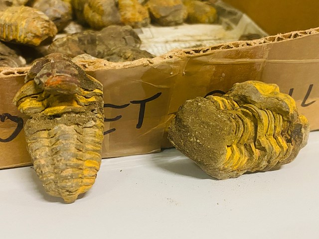 Ca. 58x trilobiet fossiel - afbeelding 3 van  5