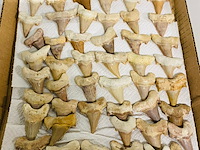 Ca. 60x haaientanden - afbeelding 3 van  8