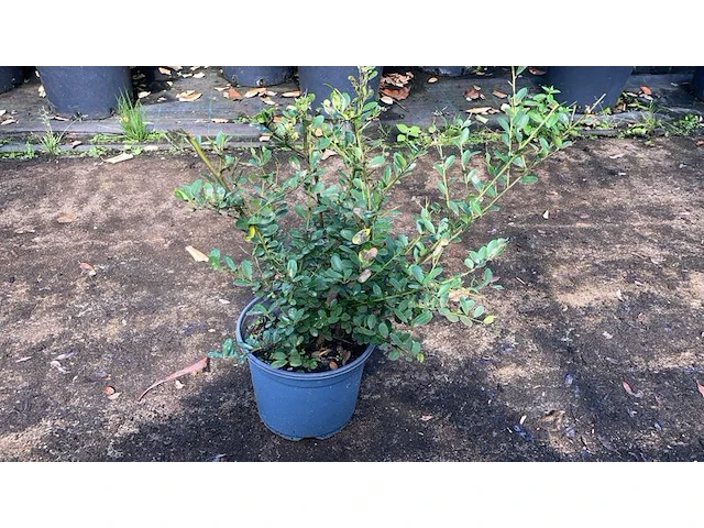 Ca. 70x japanse hulst, ilex 'green hedge', haagplant, wintergroen, ca. 30-40 cm hoog - afbeelding 1 van  2