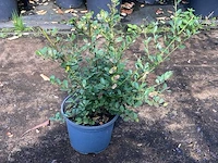 Ca. 70x japanse hulst, ilex 'green hedge', haagplant, wintergroen, ca. 30-40 cm hoog