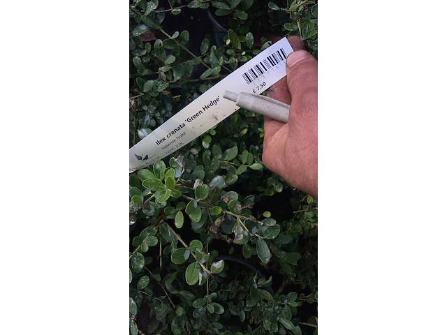 Ca. 70x japanse hulst, ilex 'green hedge', haagplant, wintergroen, ca. 30-40 cm hoog - afbeelding 2 van  2