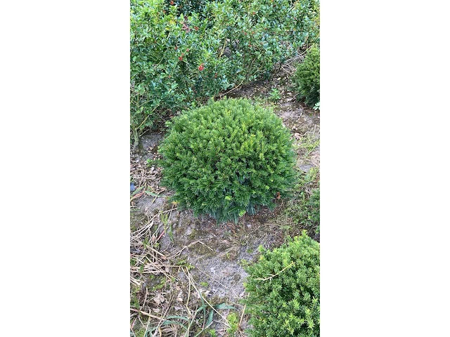 Ca. 85x venijnboom, taxus baccata, bol, wintergroen, ca. 50-60 cm breed - afbeelding 1 van  3