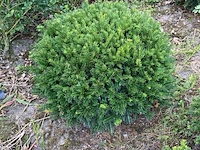 Ca. 85x venijnboom, taxus baccata, bol, wintergroen, ca. 50-60 cm breed