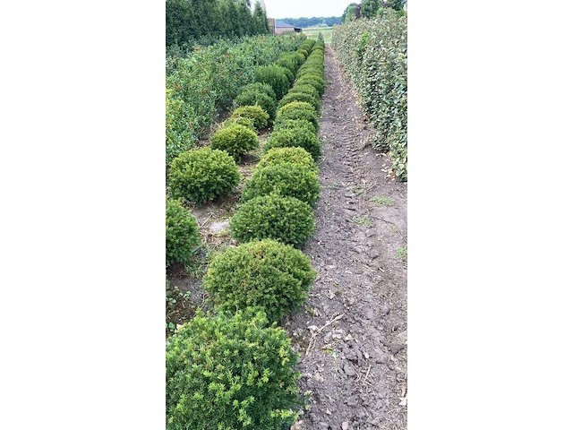 Ca. 85x venijnboom, taxus baccata, bol, wintergroen, ca. 50-60 cm breed - afbeelding 2 van  3