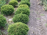 Ca. 85x venijnboom, taxus baccata, bol, wintergroen, ca. 50-60 cm breed - afbeelding 2 van  3