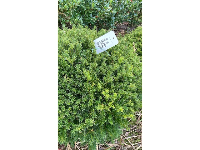 Ca. 85x venijnboom, taxus baccata, bol, wintergroen, ca. 50-60 cm breed - afbeelding 3 van  3