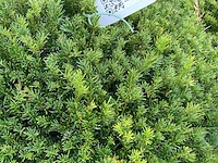 Ca. 85x venijnboom, taxus baccata, bol, wintergroen, ca. 50-60 cm breed - afbeelding 3 van  3