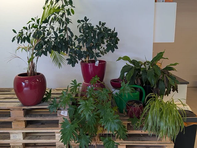 C.a. 8x diverse plant met pot - afbeelding 1 van  6