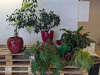C.a. 8x diverse plant met pot