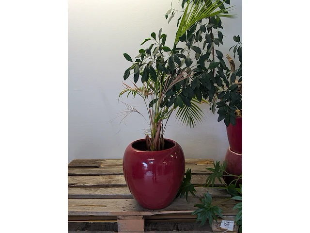 C.a. 8x diverse plant met pot - afbeelding 2 van  6