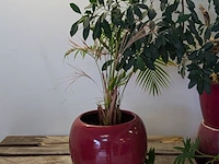 C.a. 8x diverse plant met pot - afbeelding 2 van  6