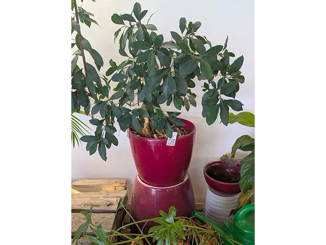 C.a. 8x diverse plant met pot - afbeelding 3 van  6
