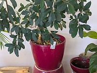 C.a. 8x diverse plant met pot - afbeelding 3 van  6