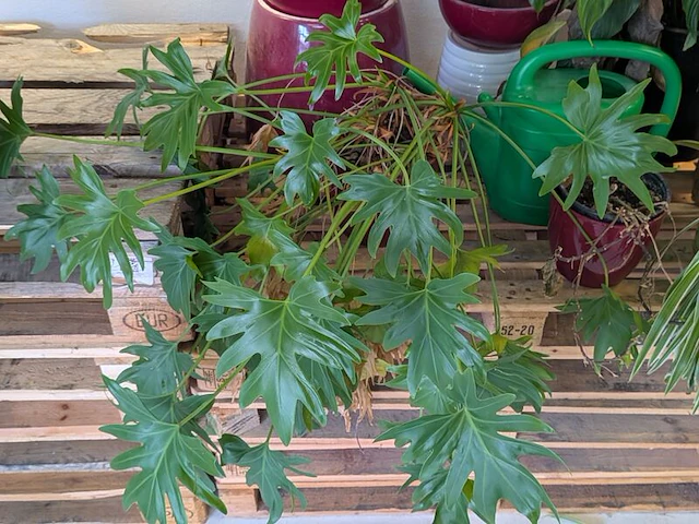 C.a. 8x diverse plant met pot - afbeelding 4 van  6