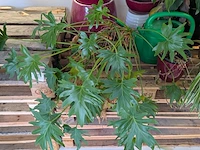 C.a. 8x diverse plant met pot - afbeelding 4 van  6