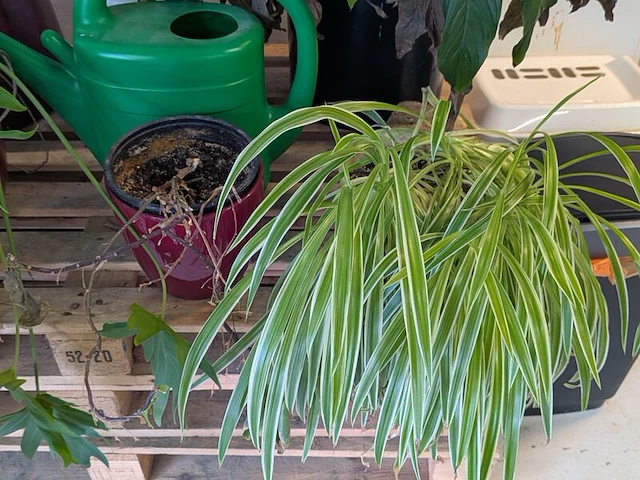 C.a. 8x diverse plant met pot - afbeelding 5 van  6