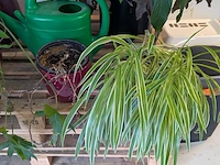 C.a. 8x diverse plant met pot - afbeelding 5 van  6