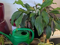 C.a. 8x diverse plant met pot - afbeelding 6 van  6