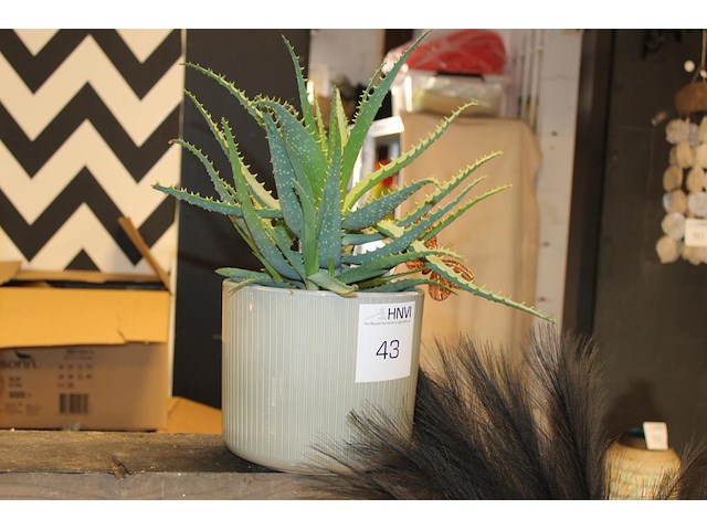 Cactus in pot hoogte 40 cm. - afbeelding 1 van  2