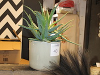 Cactus in pot hoogte 40 cm. - afbeelding 1 van  2