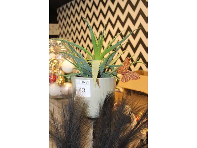 Cactus in pot hoogte 40 cm. - afbeelding 2 van  2