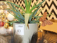 Cactus in pot hoogte 40 cm. - afbeelding 2 van  2