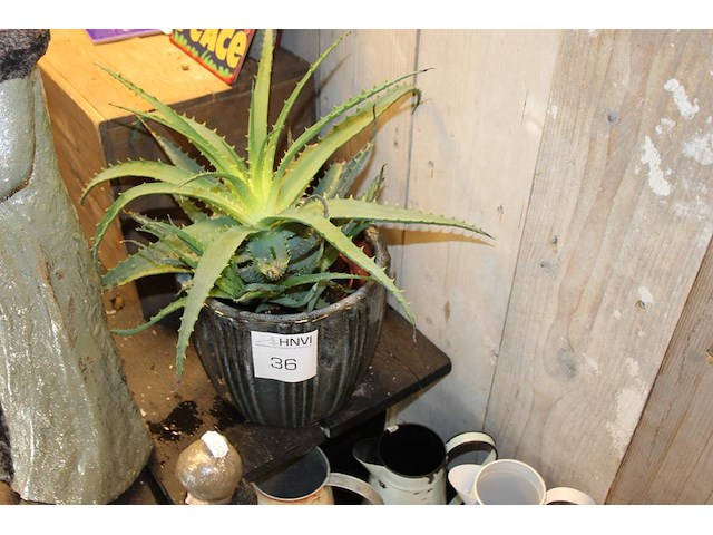 Cactus in pot hoogte ca. 75 cm. - afbeelding 1 van  2