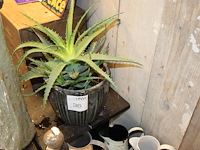 Cactus in pot hoogte ca. 75 cm. - afbeelding 1 van  2