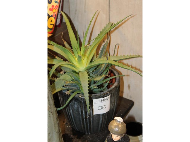 Cactus in pot hoogte ca. 75 cm. - afbeelding 2 van  2