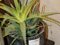 Cactus in pot hoogte ca. 75 cm. - afbeelding 2 van  2