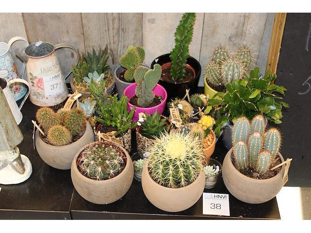 Cactus tuin met ruim 15 cactussen. - afbeelding 1 van  2