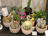 Cactus tuin met ruim 15 cactussen. - afbeelding 1 van  2