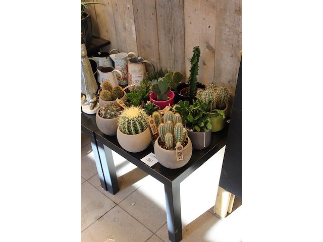 Cactus tuin met ruim 15 cactussen. - afbeelding 2 van  2